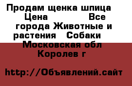 Продам щенка шпица.  › Цена ­ 15 000 - Все города Животные и растения » Собаки   . Московская обл.,Королев г.